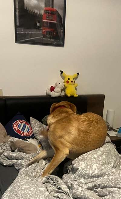 Zeigt her; eure "zu gross geratenen Schosshunde"-Beitrag-Bild