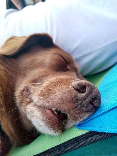 Postet das beste Foto von euren 4 beinern-Beitrag-Bild