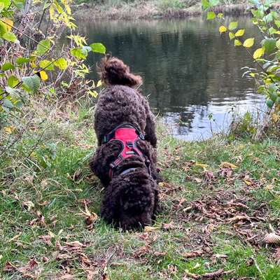 Hundetreffen-Spürhunde gesucht-Bild