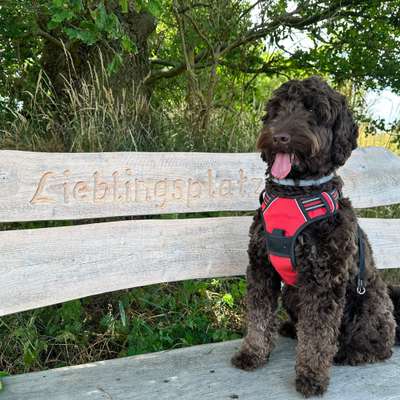 Zeigt her eure Pudel und Pudelmischlinge (:-Beitrag-Bild