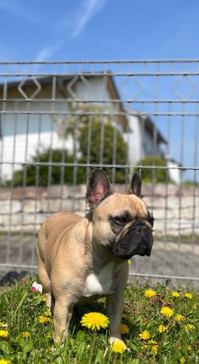 Vom Welpen zum Hund-Beitrag-Bild