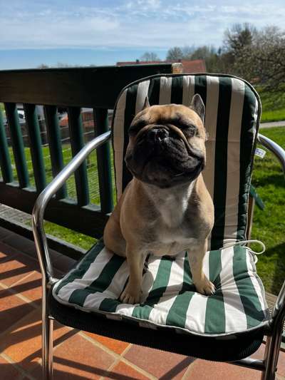 Französische Bulldoggen-Beitrag-Bild