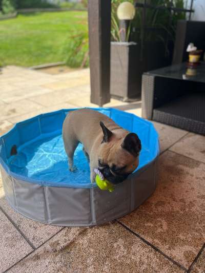 Französische Bulldoggen-Beitrag-Bild