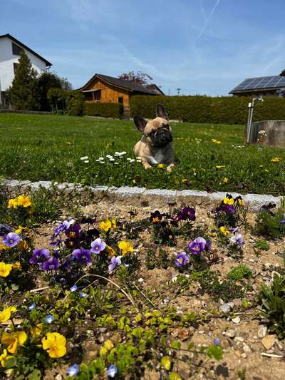 36. Collagen Challenge: schiefgelegter Kopf/fragender Hund-Beitrag-Bild