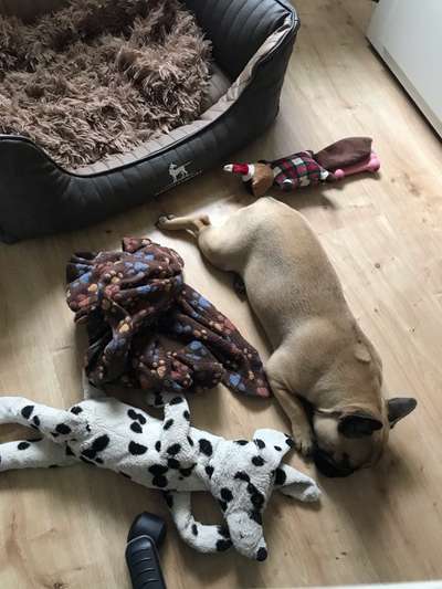 Französische Bulldoggen-Beitrag-Bild