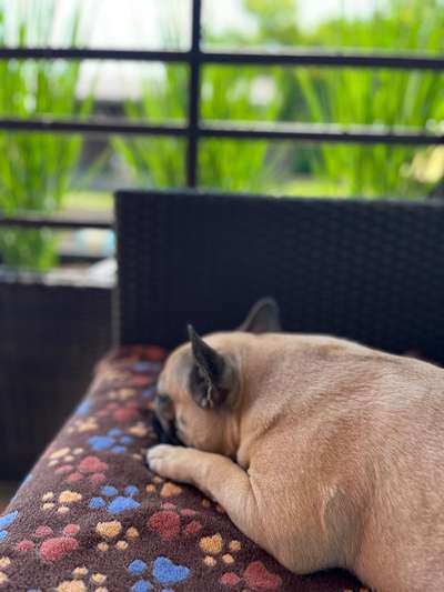 Französische Bulldoggen-Beitrag-Bild