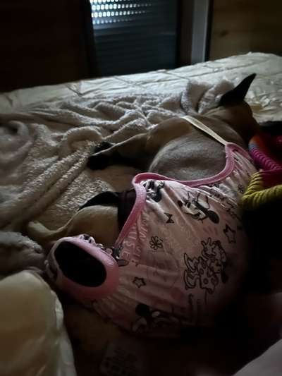 Französische Bulldoggen-Beitrag-Bild