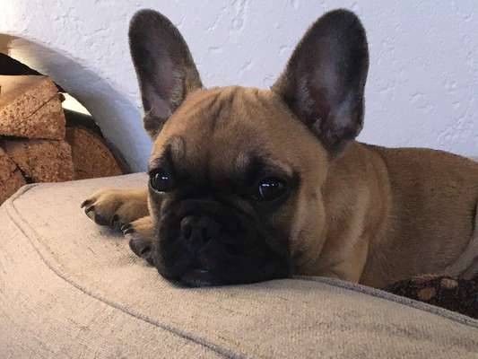 Französische Bulldoggen-Beitrag-Bild