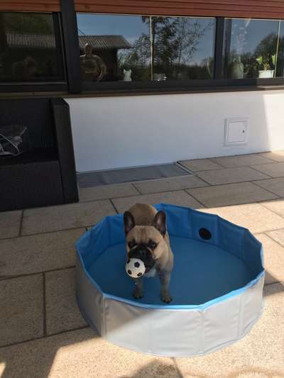 Französische Bulldoggen-Beitrag-Bild