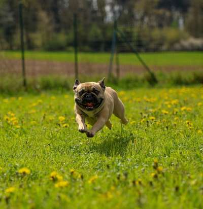 Französische Bulldoggen-Beitrag-Bild