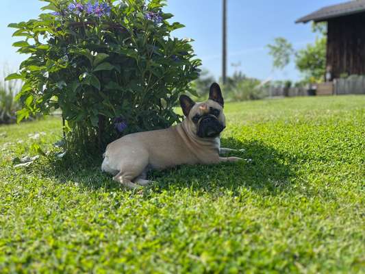 Französische Bulldoggen-Beitrag-Bild
