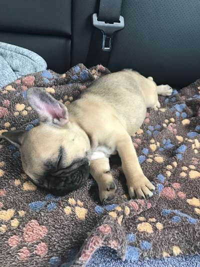 Vom Welpen zum Hund-Beitrag-Bild