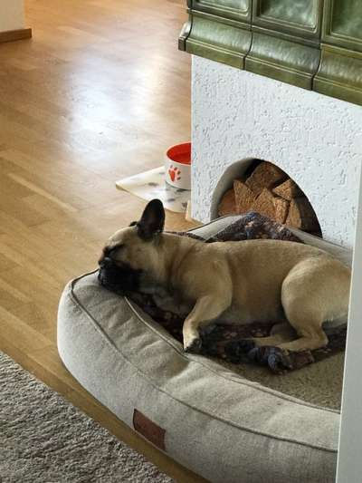 Französische Bulldoggen-Beitrag-Bild