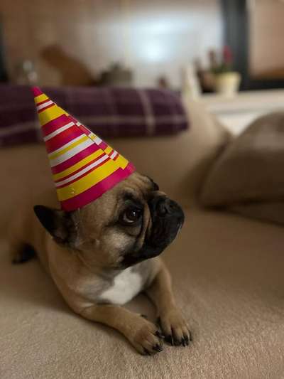 Französische Bulldoggen-Beitrag-Bild