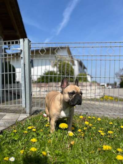 Französische Bulldoggen-Beitrag-Bild