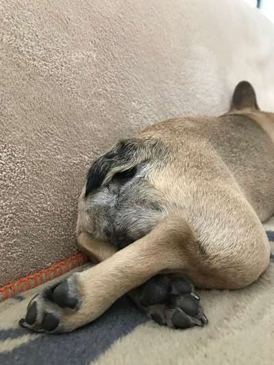 Französische Bulldoggen-Beitrag-Bild