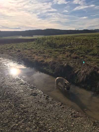 Französische Bulldoggen-Beitrag-Bild