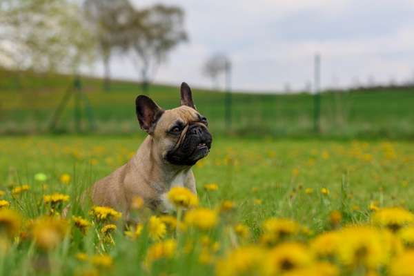 Französische Bulldoggen-Beitrag-Bild
