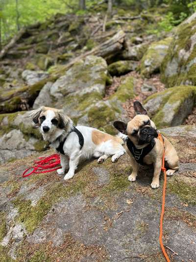 36. Collagen Challenge: schiefgelegter Kopf/fragender Hund-Beitrag-Bild