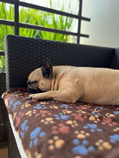 Französische Bulldoggen-Beitrag-Bild