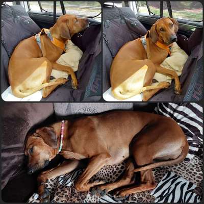 Rhodesian Ridgeback-Beitrag-Bild