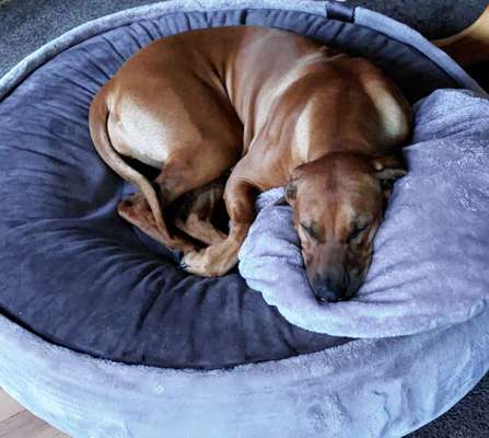 Rhodesian Ridgeback-Beitrag-Bild