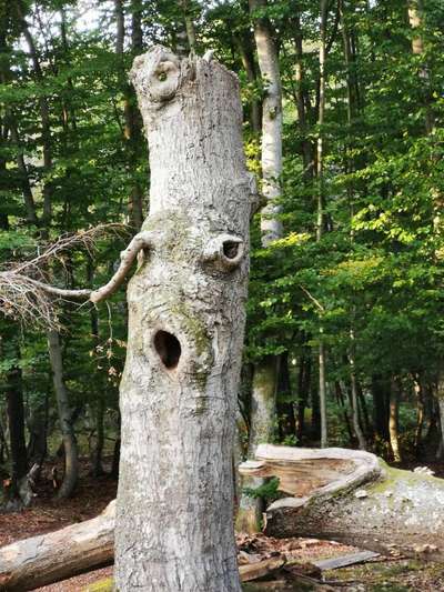 Bäume mit Gesicht-Beitrag-Bild