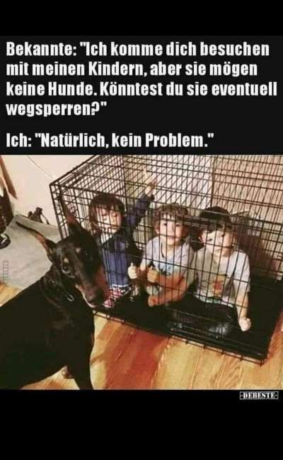 Rhodesian Ridgeback-Beitrag-Bild