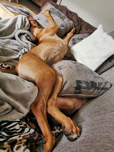 Rhodesian Ridgeback-Beitrag-Bild