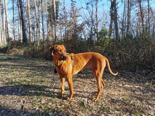 Rhodesian Ridgeback-Beitrag-Bild