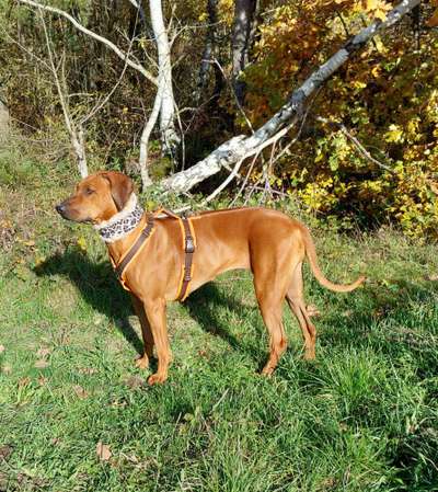 Rhodesian Ridgeback-Beitrag-Bild