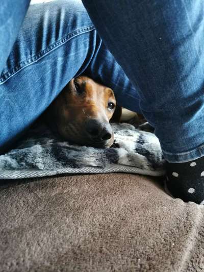 Rhodesian Ridgeback-Beitrag-Bild