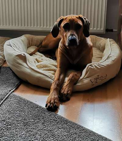 Rhodesian Ridgeback-Beitrag-Bild