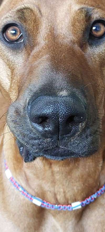 Rhodesian Ridgeback-Beitrag-Bild