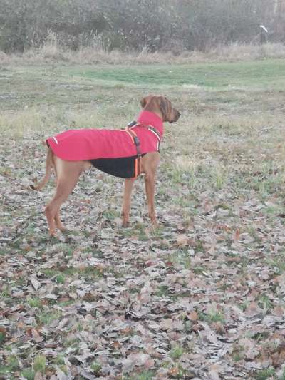 Rhodesian Ridgeback-Beitrag-Bild