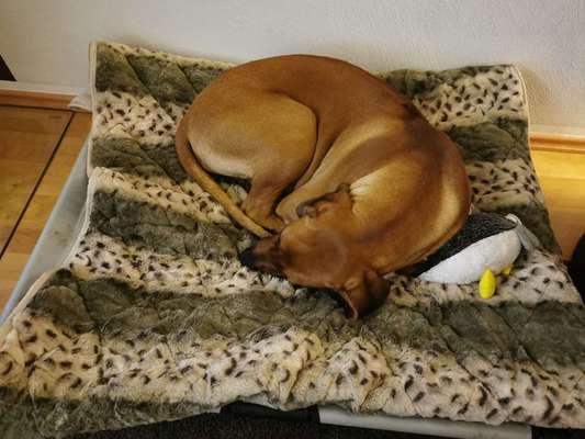 Rhodesian Ridgeback-Beitrag-Bild