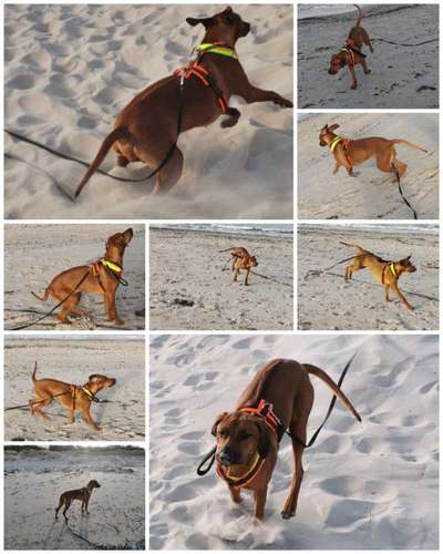 Rhodesian Ridgeback-Beitrag-Bild