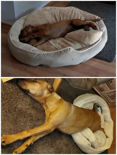 Rhodesian Ridgeback-Beitrag-Bild