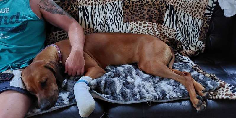 Rhodesian Ridgeback-Beitrag-Bild