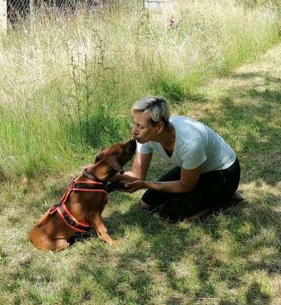 Rhodesian Ridgeback-Beitrag-Bild
