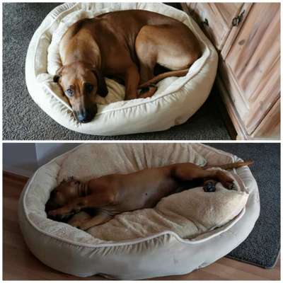 Rhodesian Ridgeback-Beitrag-Bild