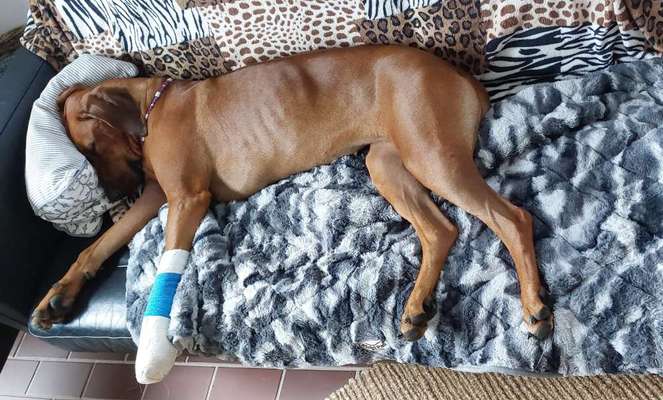 Rhodesian Ridgeback-Beitrag-Bild