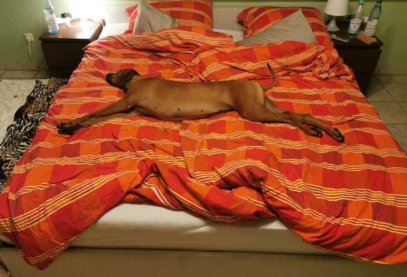 Gemeinsames Kuscheln im Bett!-Beitrag-Bild