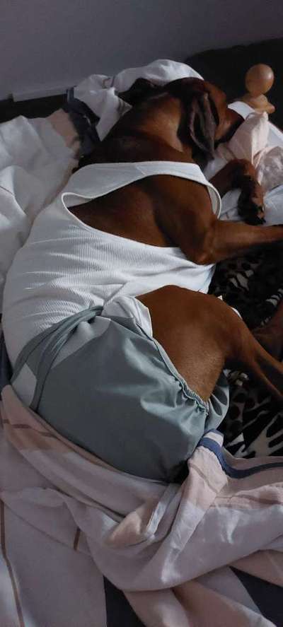 Rhodesian Ridgeback-Beitrag-Bild