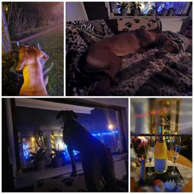 Rhodesian Ridgeback-Beitrag-Bild