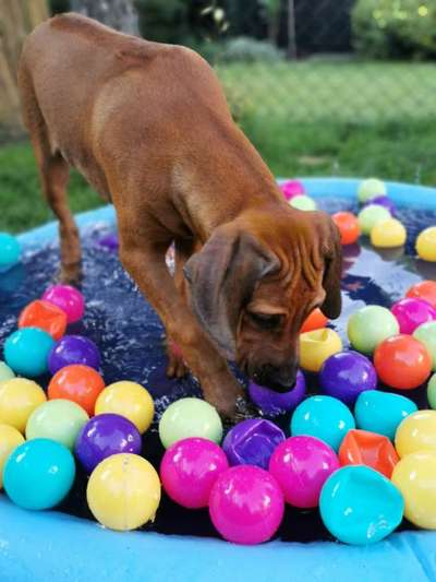 Rhodesian Ridgeback-Beitrag-Bild