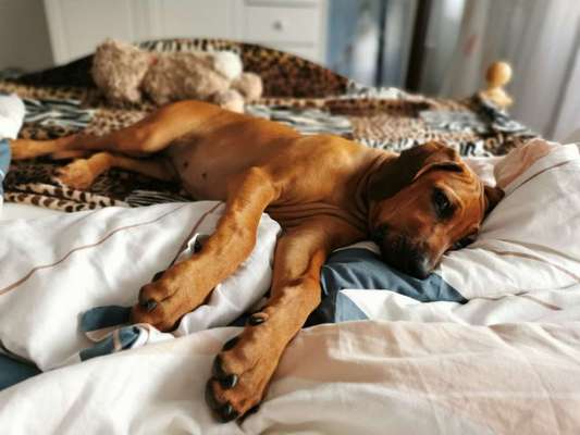 Rhodesian Ridgeback-Beitrag-Bild