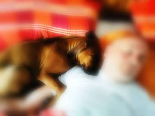 Rhodesian Ridgeback-Beitrag-Bild