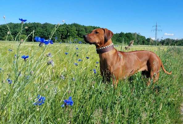 Rhodesian Ridgeback-Beitrag-Bild