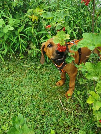 Die Dogorama Monats Challenge "Es grünt und blüht"-Beitrag-Bild